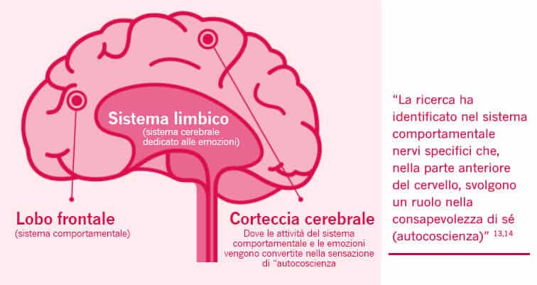 brain